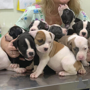 American stafforshire Terrier Puppies Sell ...viber.+639463422605 | PostAds PH
