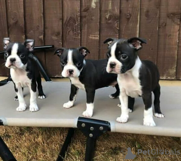 Boston Terrier puppies are looking for a new...viber.+639463422605