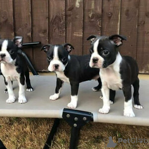 Boston Terrier puppies are looking for a new...viber.+639463422605 | PostAds PH