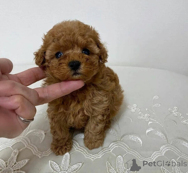 Toy Poodle puppies...viber.+639463422605