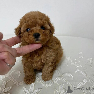 Toy Poodle puppies...viber.+639463422605 | PostAds PH