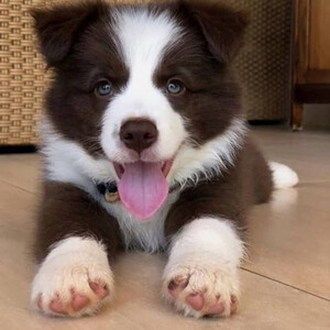 Border collie puppies available Babies are ready for collection, | PostAds PH