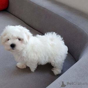 Sweet and playful registered Maltese puppies ...viber.+639463422605 | PostAds PH