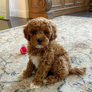 Cavapoo puppies. We have both male and female. ...viber.+639463422605 | PostAds PH