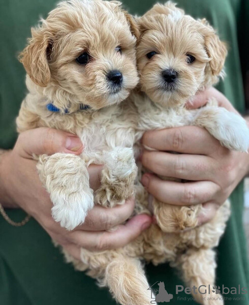  Maltipoo puppies ready for their new homes/families