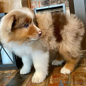 Australian Shepherd puppies for new homes...viber.+639463422605 | PostAds PH