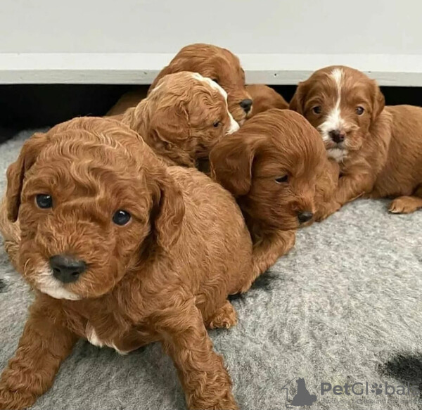 Cavapoo puppies  Sell ...viber.+639463422605