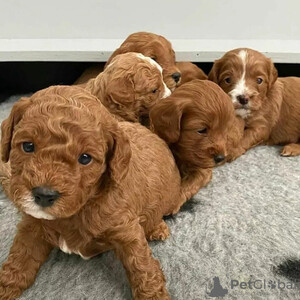 Cavapoo puppies Sell ...viber.+639463422605 | PostAds PH