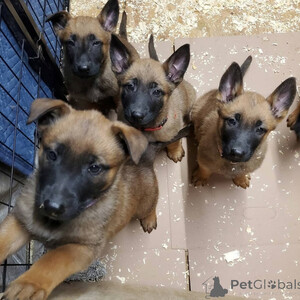 Malinois Belgian puppies Sell ...viber.+639463422605 | PostAds PH