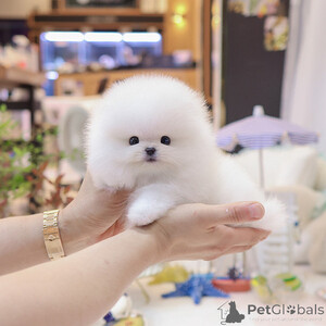 Sweet pomerania puppys Sell ...viber.+639463422605 | PostAds PH