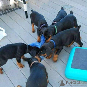 Doberman puppies...viber.+639463422605 | PostAds PH