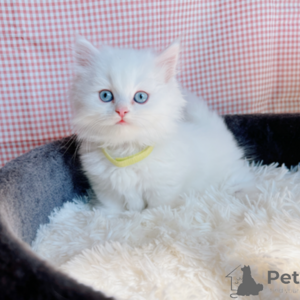 Breed Munchkins kittens, purebred. Sell ...viber.+639463422605 | PostAds PH