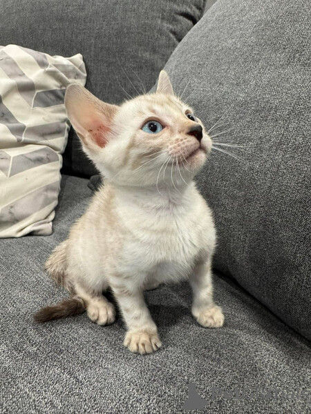 Each Bengal kitten is unique ...viber.+639463422605