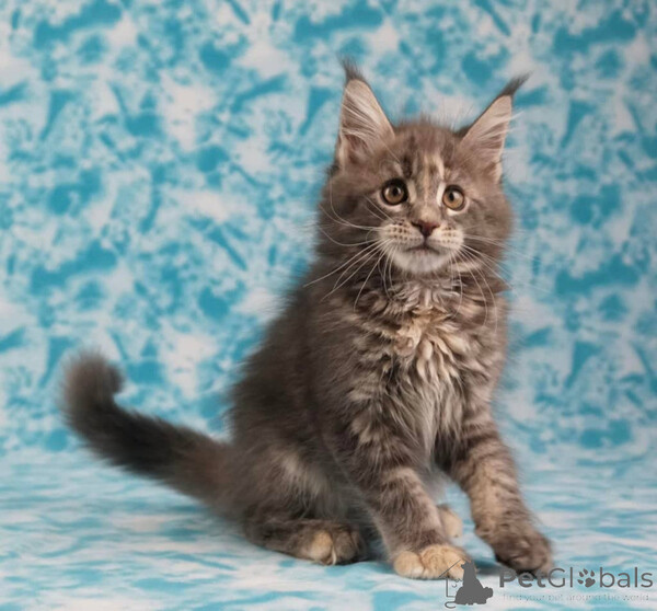 Playful Maine Coon kittens - family raised  Sell ...viber.+639463422605
