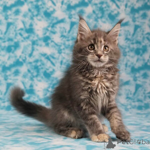 Playful Maine Coon kittens - family raised Sell ...viber.+639463422605 | PostAds PH