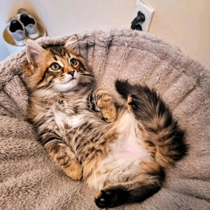 Maine coon kitten for adoption Sell ...viber.+639463422605 | PostAds PH
