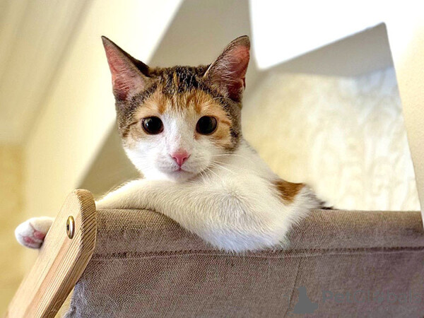 Cat Zosya, tricolor happiness is looking for a house  Sell 