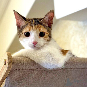 Cat Zosya, tricolor happiness is looking for a house Sell | PostAds PH