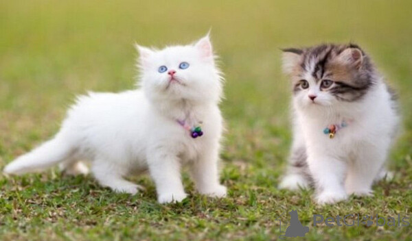 Persian kittens  Sell ...viber.+639463422605