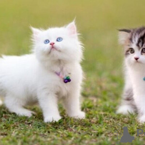 Persian kittens Sell ...viber.+639463422605 | PostAds PH