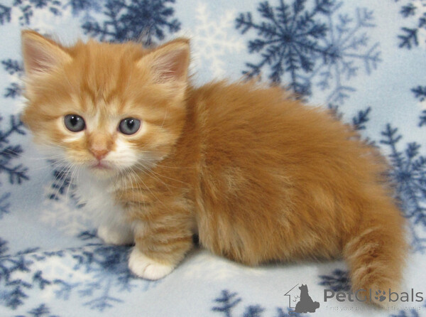 Munchkin kittens  Sell ...viber.+639463422605