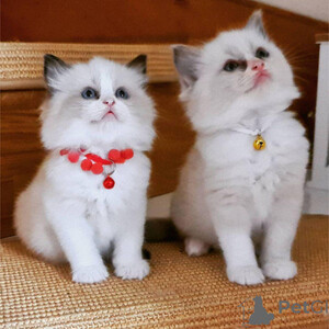Ragdoll kittens Sell ...viber.+639463422605...viber.+639463422605 | PostAds PH