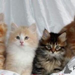 Siberian kittens Sell ...viber.+639463422605 | PostAds PH