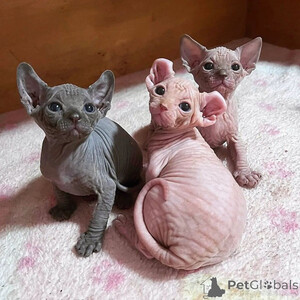Sphynx kittens...viber.+639463422605 | PostAds PH