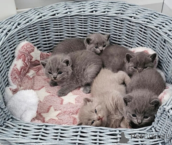 Very affectionate colourpoint British Shorthair kittens  Sell 