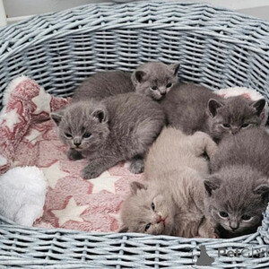 Very affectionate colourpoint British Shorthair kittens Sell | PostAds PH