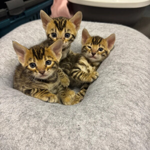 Bengal kittens Sell ...viber.+639463422605 | PostAds PH