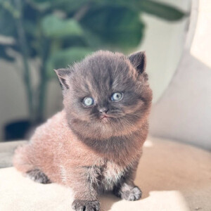 Our British Shorthair kitten is an absolute deligh +639463422605 | PostAds PH