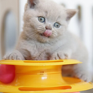 Stunning British Shorthair Calm...viber.+639463422605 | PostAds PH