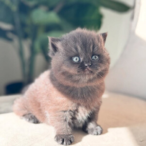 British Shorthairs are known for their ...viber.+639463422605 | PostAds PH