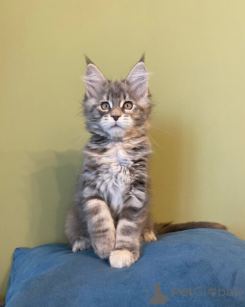 Maine Coon kitten a perfect...viber.+639463422605