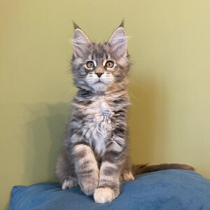 Maine Coon kitten a perfect...viber.+639463422605 | PostAds PH