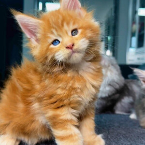 charm of our exquisite Maine Coon kitten ...viber.+639463422605 | PostAds PH