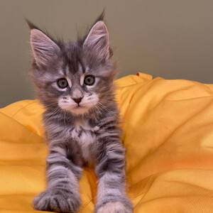 Discover the charm of our exquisite Maine Coon kitten | PostAds PH