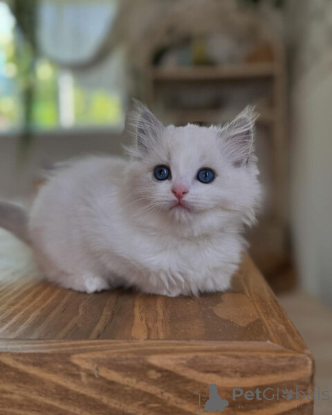 Our beautiful Ragdoll kittens are now...viber.+639463422605