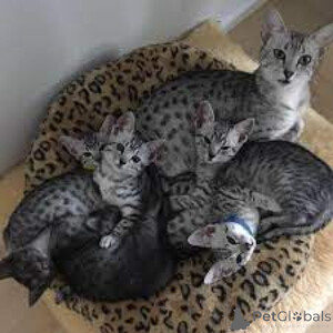 maricon kittens...viber.+639463422605 | PostAds PH