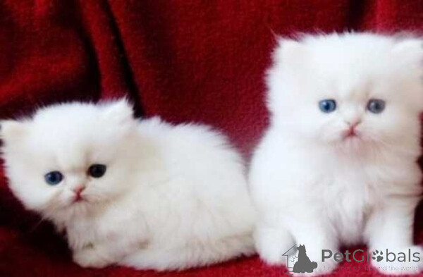 Persian kittens  Selll...viber.+639463422605