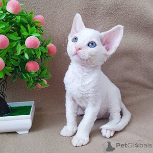 Devon Rex kittens Sell ...viber.+639463422605 | PostAds PH