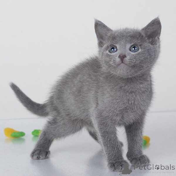 Russian Bluee kittens  Sell ...viber.+639463422605