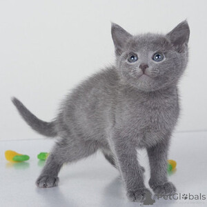 Russian Bluee kittens Sell ...viber.+639463422605 | PostAds PH