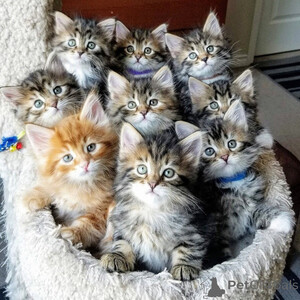 Siberiann kittens Sell ...viber.+639463422605 | PostAds PH