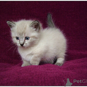 Munchkinn kittens Sell ...viber.+639463422605 | PostAds PH