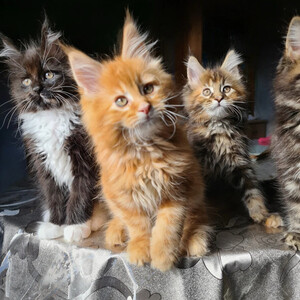Maine Coon kittens Sell ...viber.+639463422605 | PostAds PH