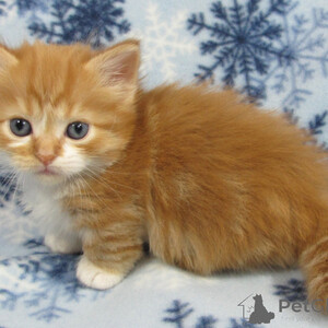 Munchkin kittens ...viber.+639463422605 | PostAds PH