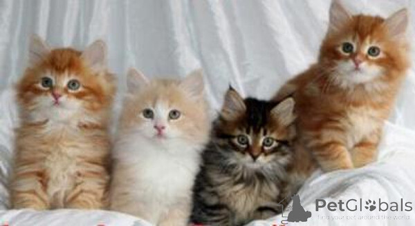 Siberian kittenss  Sell ...viber.+639463422605