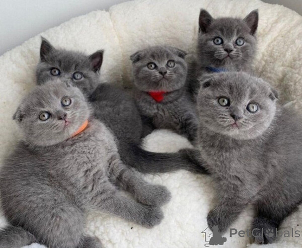 Scottish Fold Kittens  Sell ...viber.+639463422605